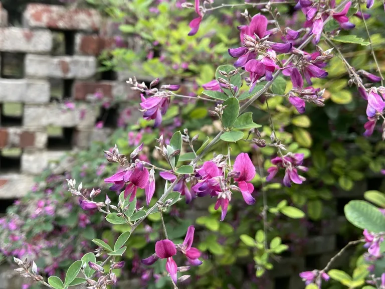 Lespedeza Thunbergii Subsp. Thunbergii 'Little Volcano' | Brookgreen